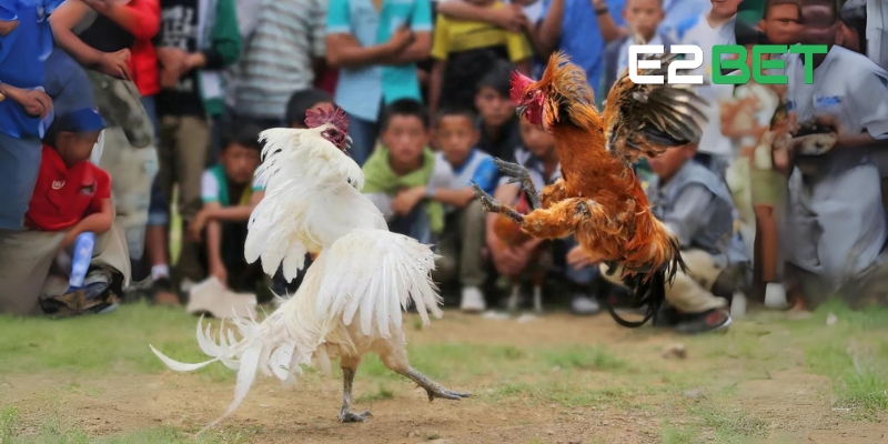 Tổng quan về đá gà trực tiếp E2BET